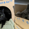 BC SPCA rescues pair of cats found in abandoned vehicle