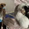 Owner praised for surrendering dog and her 6 puppies in BC