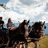 ‘Dads and Drafts’: Horse Drawn Okanagan holding special Father’s Day event at the farm