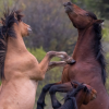 'Horses are my world': Advocates decry Alberta plan to control wild horse population