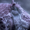 Octopus battles BC's bomb cyclone in ocean floor video