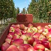 NOVEM buys BC Tree Fruits storage facility in hopes of ‘saving this year’s harvest’