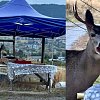 Oh deer: Roadside Okanagan fruit stand robbed in broad daylight