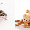 1 dead, 3 hospitalized as another salmonella outbreak linked to geckos declared across Canada