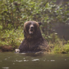 Weekend grizzly attack in Alberta linked to fatal attack 3 years ago