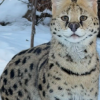 Woman fined $15K after pleading guilty to buying serval cats in BC