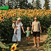 Insta-worthy Okanagan sunflower festival kicks off today