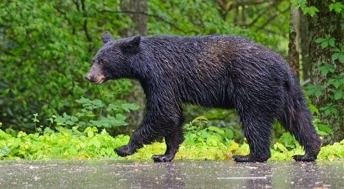 RDCO urges people to manage their garbage as bears prepare for hibernation