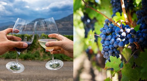 'Crafted in BC' wines made with American grapes will be allowed in BC Liquor Stores